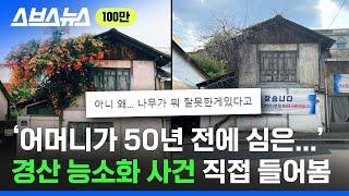 누군가 몰래 뿌리 자르고 도주... 이젠 볼 수 없는 관광 명물 '경산 능소화나무' / 스브스뉴스