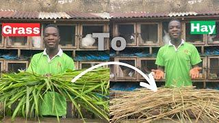 Rabbit farming | How to make hay grass at home for rabbit and guinea pigs with no money