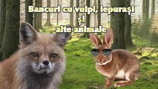 Cele mai Bune Bancuri cu Vulpi, Iepurasi si alte Animale