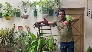 Parrots ki Garmiyon Mein Ehtiyat | Parrots Summer Dehydration Problem | PBI Official