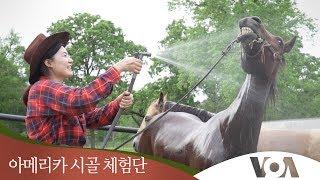 [아메리카 시골 체험단] 리얼 생업 카우보이와 만나다! 두 번째 이야기