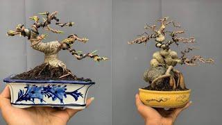 INSPIRASI BONSAI MAME AND SMALL | part 10