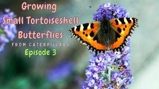 Small Tortoiseshell Butterfly Caterpillar Chrysalises