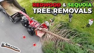 OLD GROWTH REDWOODS REMOVALS?! Smashing a 3 redwood removal job on the weekend!