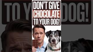 Don't Give Chocolate To Your Dog ! #shorts #animals