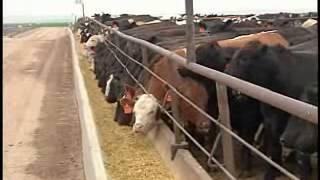 Oct 14, 2008: Implanting Stocker Cattle for Added Gain