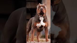 cute dogs,funny dog show love to/ human,funny dogs,guard dogs,dog