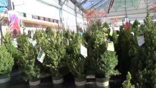 Alberta Spruce as a Living Christmas Tree