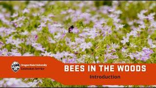 Bees in the Woods: Introduction