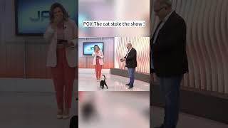 Unexpected guests in the interview#cat #catlover #funny #funnyvideos #foryou  #fypツ #funnycat  #cats