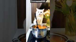Funny cat funny #cats #cat #catlover