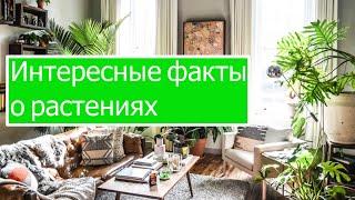 Интересные факты о растениях