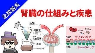 腎臓の仕組みと疾患（糸球体濾過膜を理解する）