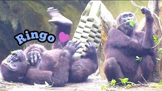 Ringo Cuddles with Mom and Shows Off His Adorable Side!️林戈陪伴媽媽，躺在旁邊賣萌超可愛！