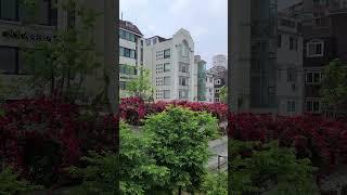 Beautiful Spring Flowers along Streets in Seoul