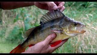 Gareth catches Perch on the River Test