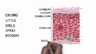 Learning the Layers of the Epidermis