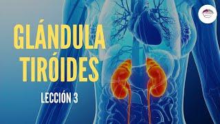 3. GLÁNDULA TIROIDES (FISIOLOGÍA DEL SISTEMA ENDOCRINO)