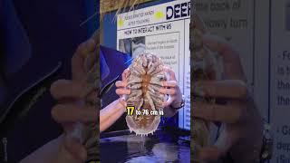 MIND-BLOWING Giant Isopods Secrets Revealed