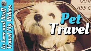 Traveling to Europe with a Pet | Travel Tip