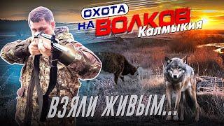 Охота на ВОЛКОВ!!! ! Взяли ЖИВЫМ!