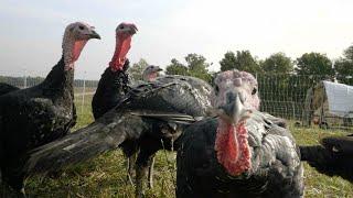 Raising Turkeys