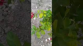 beautiful small rangoon creaper #fun#shortsvideo  #music #enjoy#entertainment  @challosailufarms27