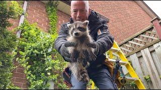 Orphaned Baby Raccoons Get Rescued!