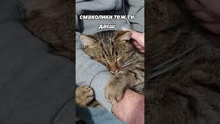 #youtube #українськийблогер #блогукраїнською #ukraine #влог #чемнийкіт #cat #кіт #котик #kitten