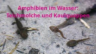 Molche und Kaulquappen nach dem Schlüpfen