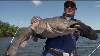 HUGE FLATHEAD CATFISH CAUGHT ON CAMERA! (compilation)