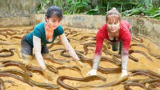 Harvesting Many Eels In The Swamp Goes to the market sell - Cooking Dinner | Tiểu Vân Daily Life