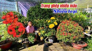 Trang ghép nhiều màu,Mỹ vàng,Mỹ cam,Hồng phấn to..31/10 0777942059.Song-Phụng