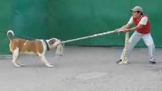 AMERICAN BULLDOG Доменик
