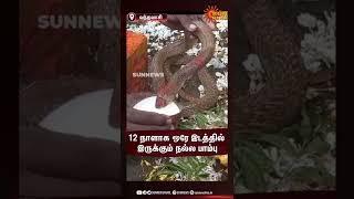 வந்தவாசியில் 12 நாளாக ஒரே இடத்தில் இருக்கும் நல்ல பாம்பு | Vandavasi | Sun News