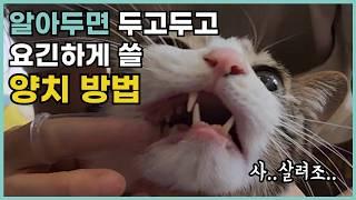 고양이 양치질 이론 마스터 (feat. 현실..) l l 치약 성분 분석 및 치약 추천