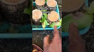 Reality of Brazilian Wood plant #garden