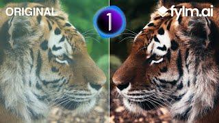 Capture One Film Simulations & Styles