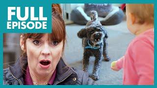 Poodle Turns Aggressive & Attacks Baby  | Full Episode | It's Me or the Dog