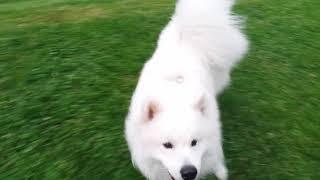 Olaf the samoyed 1 year