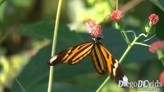 Heliconius ethilla narcaea female  Borboleta Maria-boba (Heliconiini)