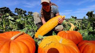 Giant Squash, Big Garden Harvest and Preserving Day!