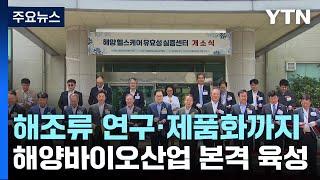 청정 바다에서 끌어 올리는 미래 성장 동력...조선대 해양바이오산업 본격 육성 / YTN
