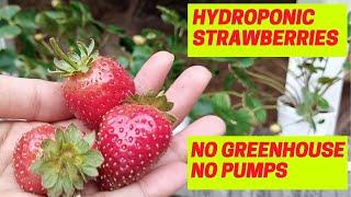 EXPERIMENT Part 2: Growing  Strawberry In 4 Types Of Substrates. Kratky Method | DIY Hydroponics.