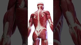  The Layers of Back Muscles: Your Body’s Support System  #anatomy