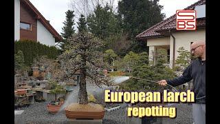 Repotting large bonsai -larix decidua step by step.