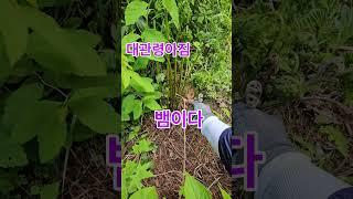 도망가는 뱀(고비나물 꺽다가 놀래서)#shorts