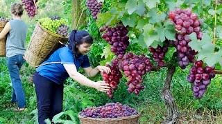 How to Harvest Grape and Chicken Egg, goes To Market Sell - Harvest and Cooking |Tieu Vy Daily Life