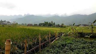 phong cảnh ruộng bậc thang hà giang | nhịp sống tây bắc