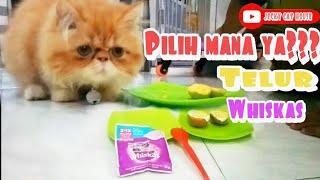 Pilih mana ya??? Telur atau Whiskas funny vidio cats cat kitten animal animals trending  kucing lucu